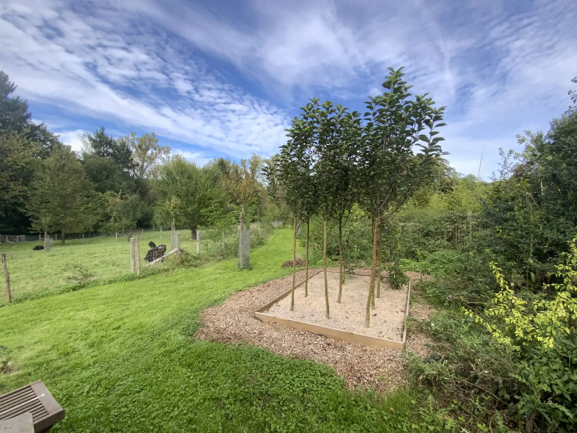 Le sentier comestible de Manu — photo 6
