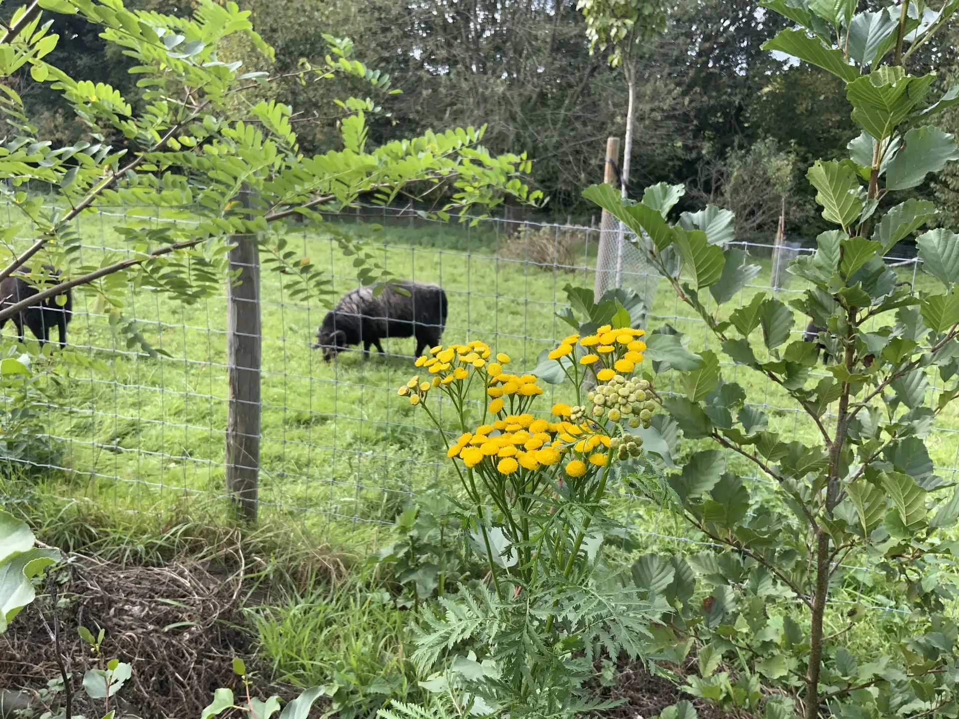 Le sentier comestible de Manu — photo 4