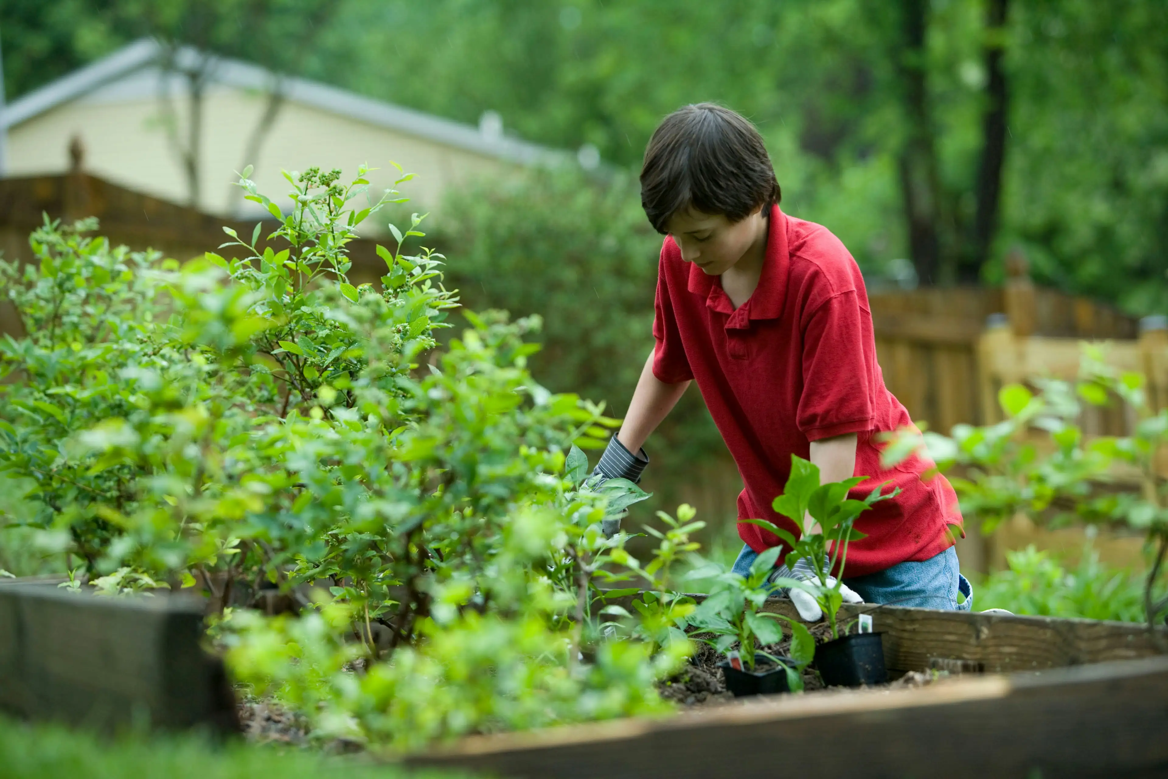 Image : Votre forêt-jardin, chez vous