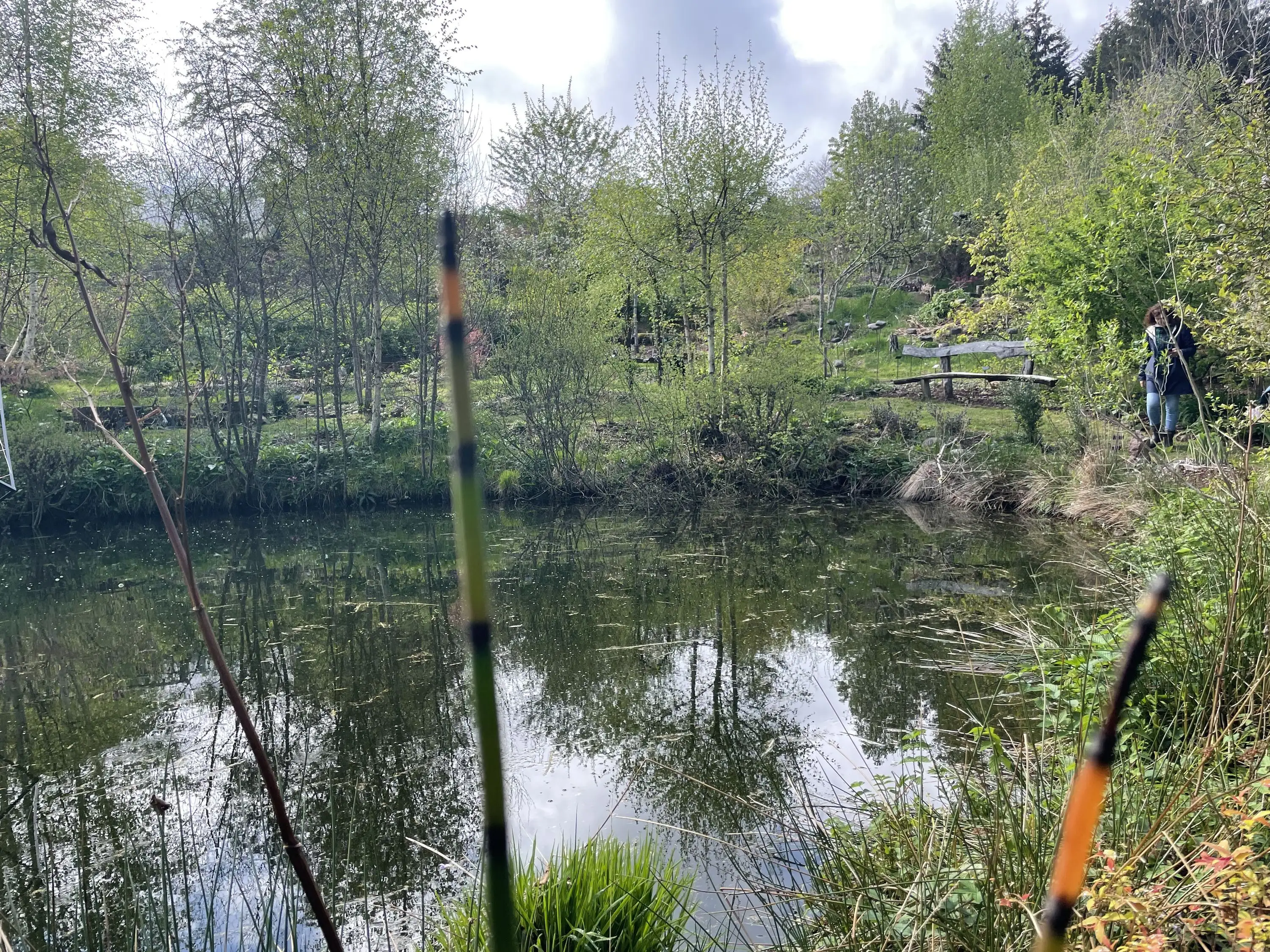 La mare du jardin-forêt, bordée de prêles et de jeunes arbres