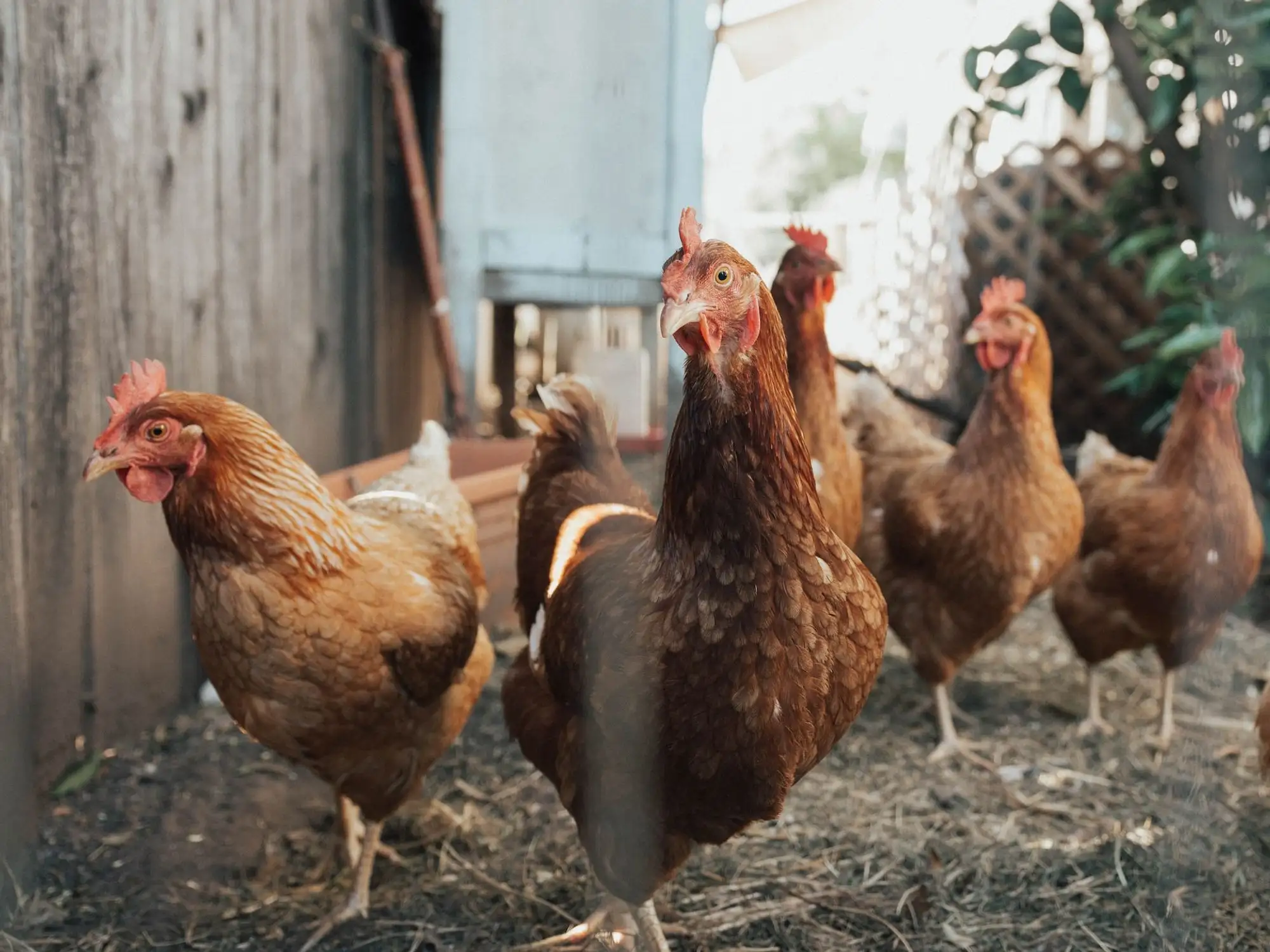 Des poules rousses picorent dans leur enclos