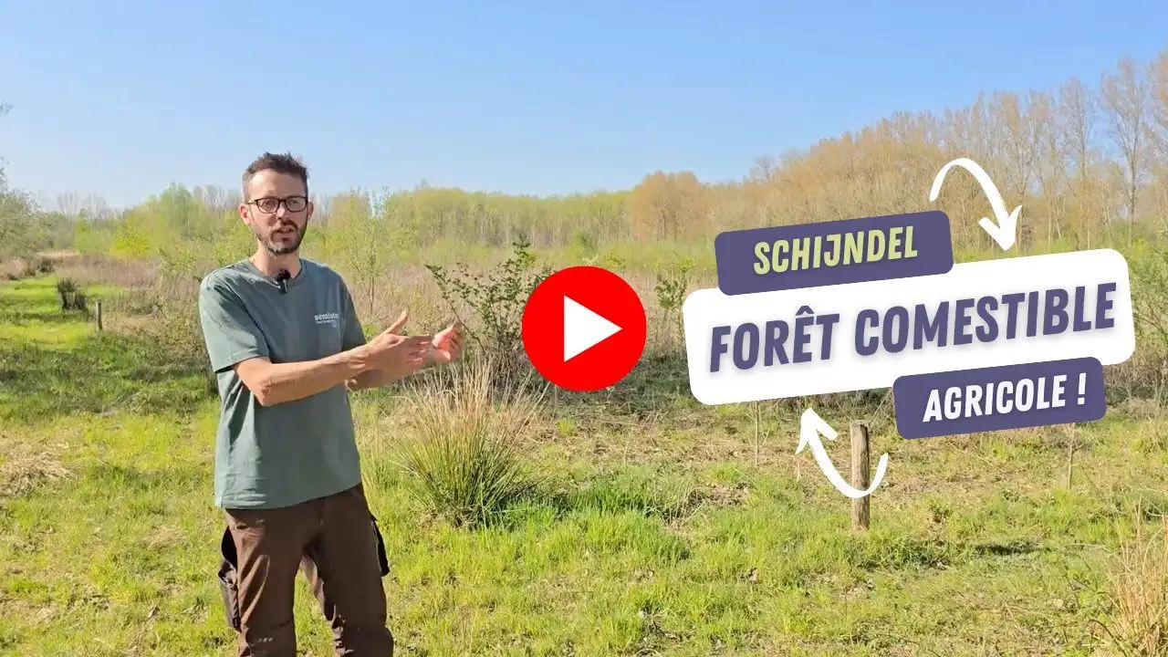 Vidéo : Schijndel, forêt comestible agricole, publiée par Arbuste Fruitier