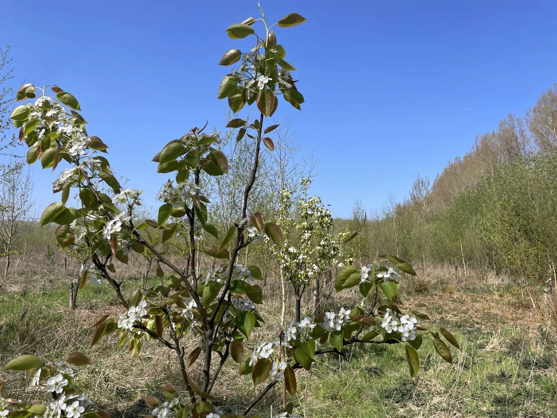 Illustration : La forêt comestible de Schijndel : un modèle agricole d'avenir en Europe