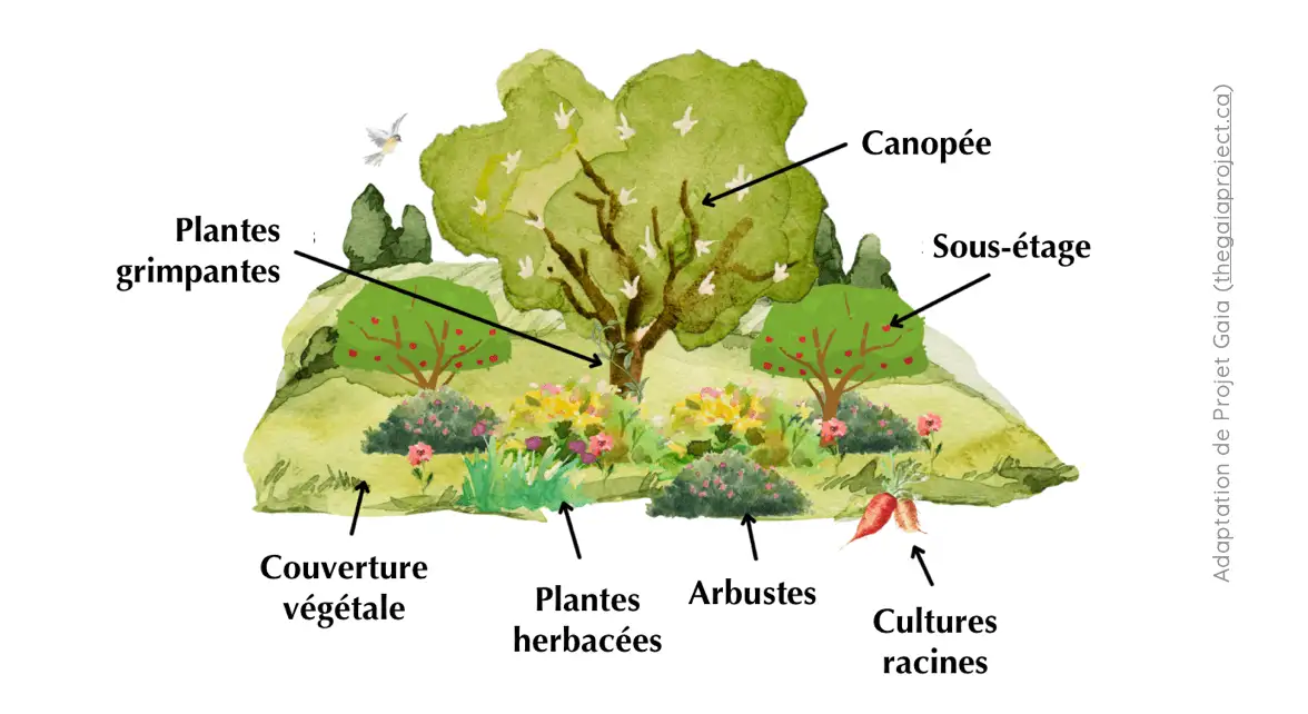 Récoltes variées d'une forêt-jardin
