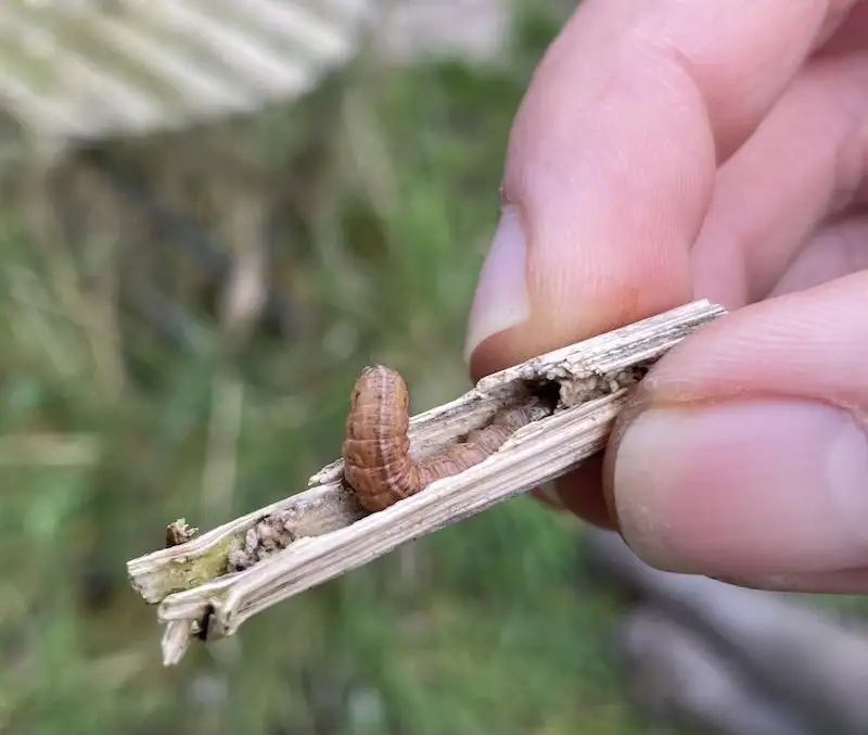 Visite de la forêt comestible Ketelbroek