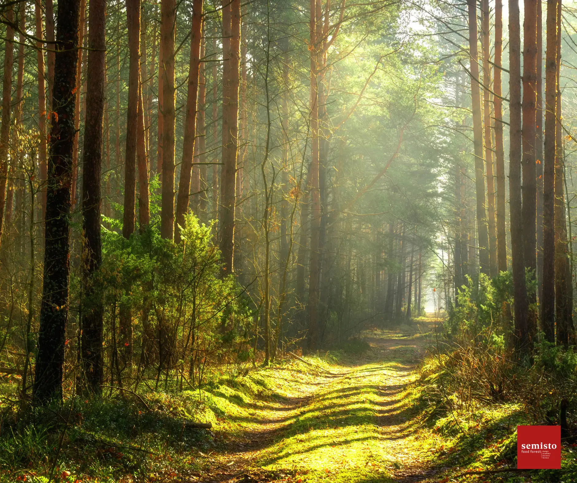 Illustration : Forêt et résilience