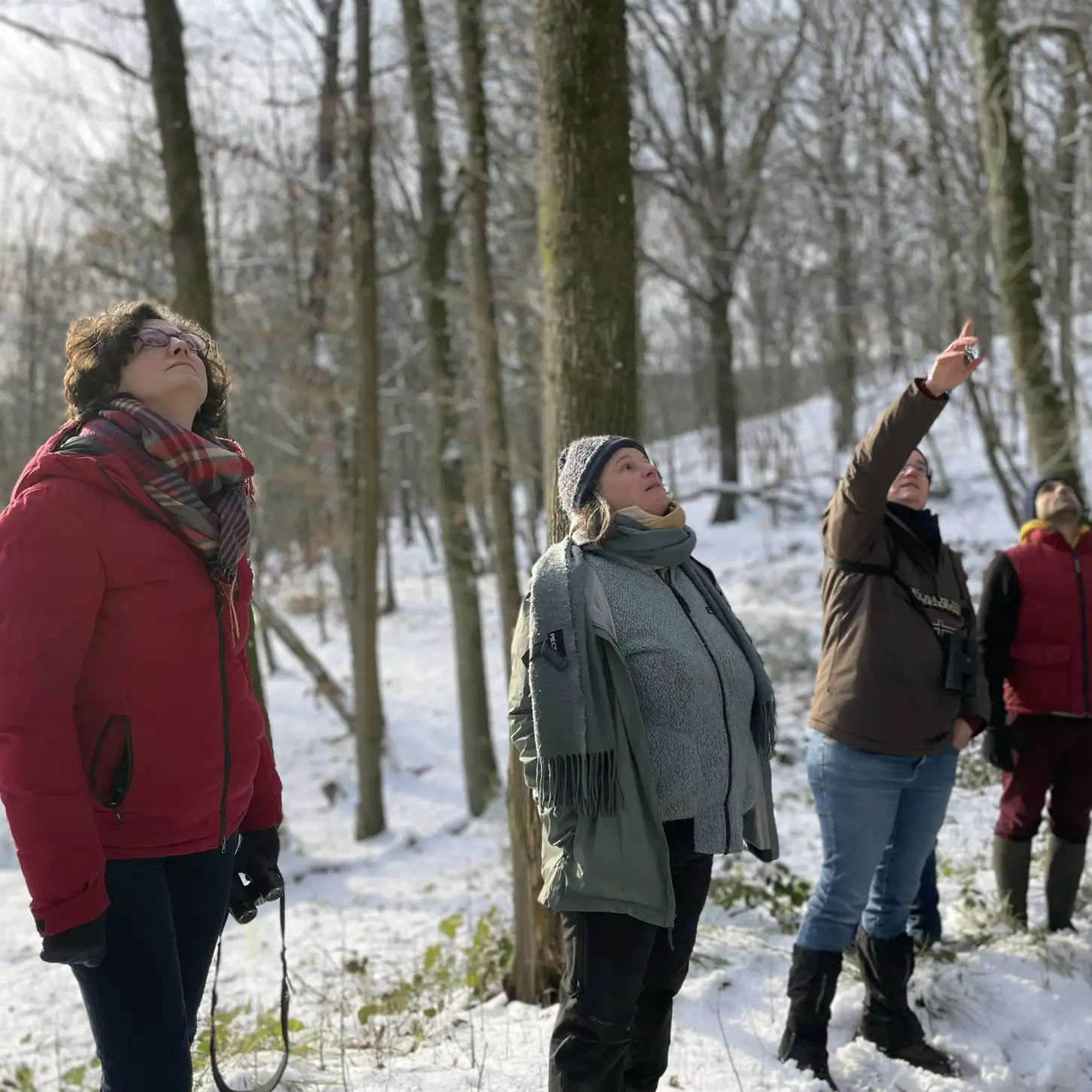 De l’observation en forêt