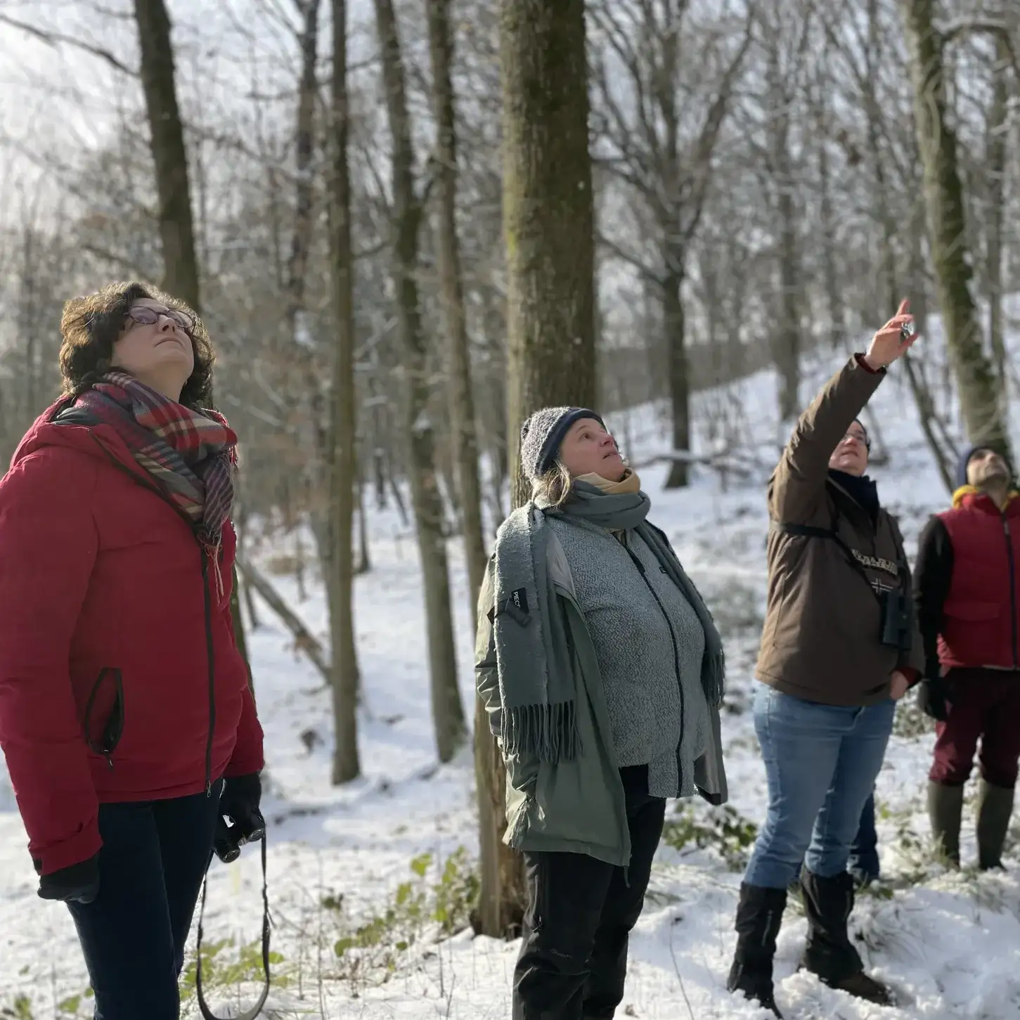 De l’observation en forêt