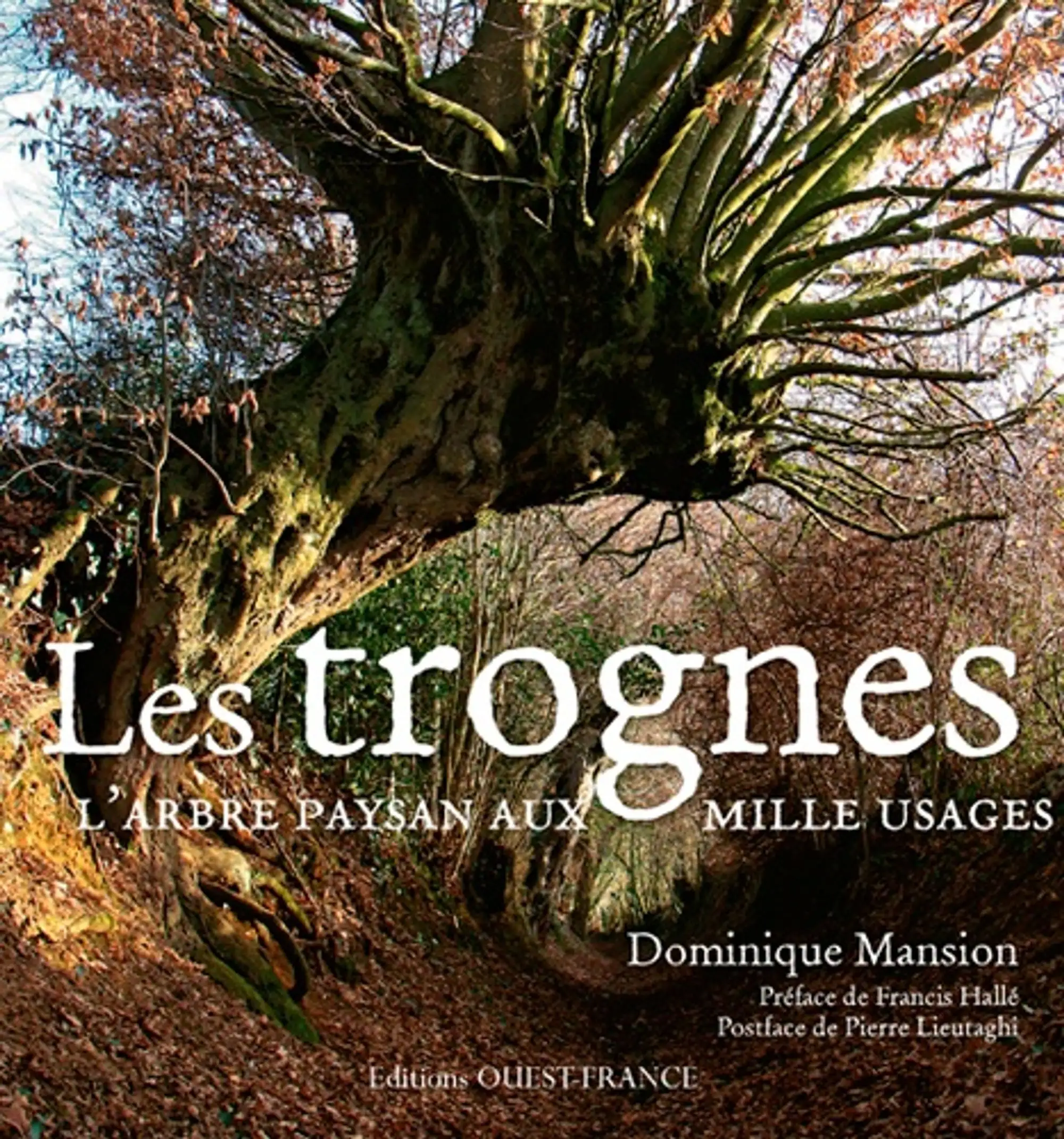 Les trognes, l’arbre paysan aux mille usages