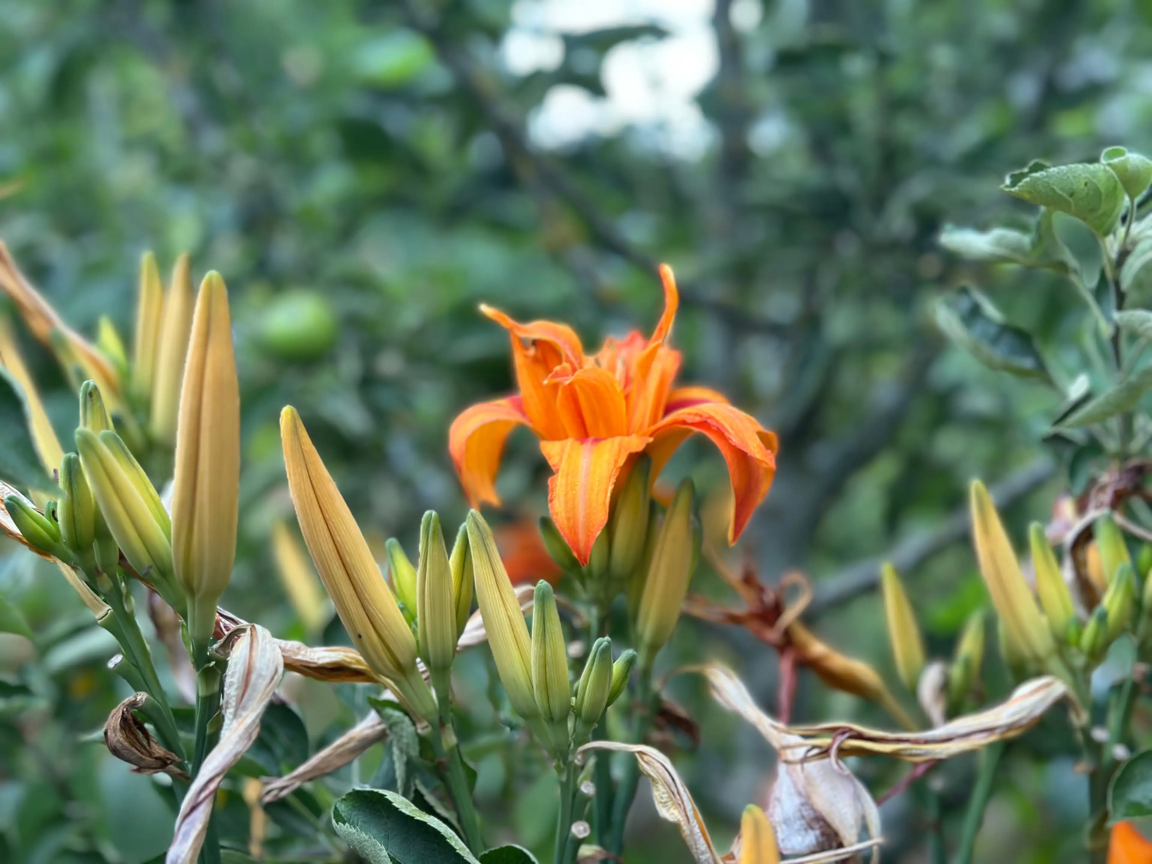 Plants et boutures de la pépinière-école