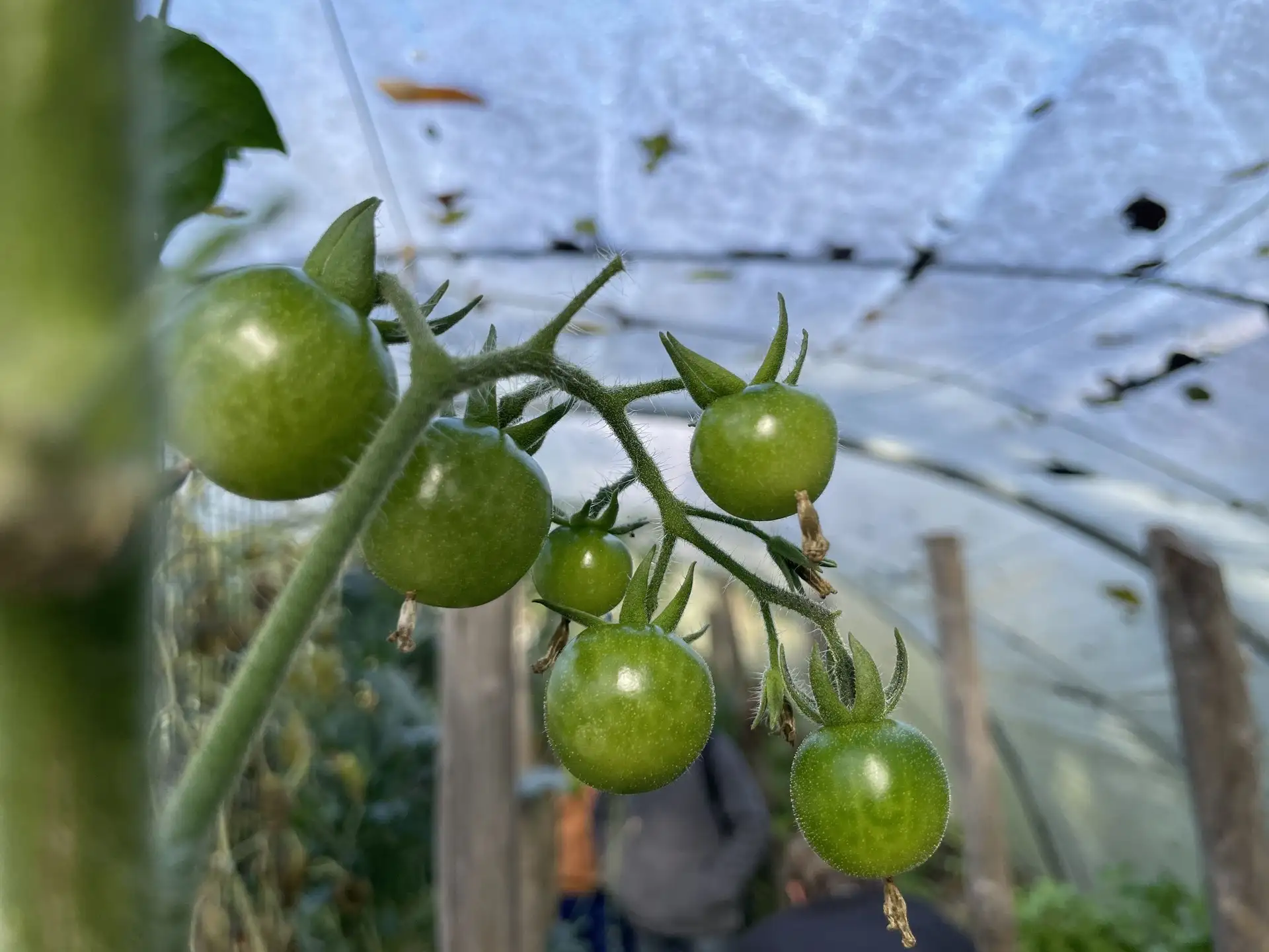 Jeunes plants en pépinière Semisto
