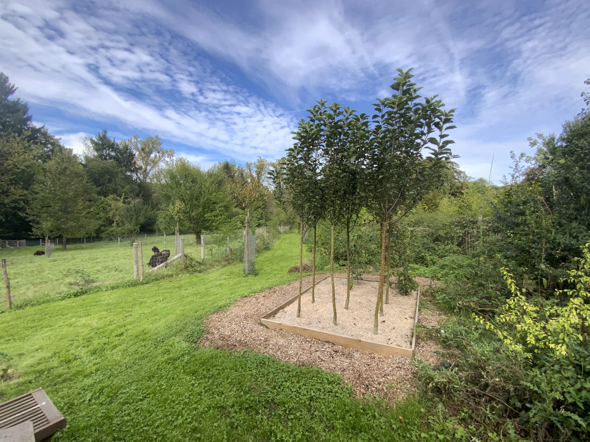 Le sentier comestible de Manu — photo 6