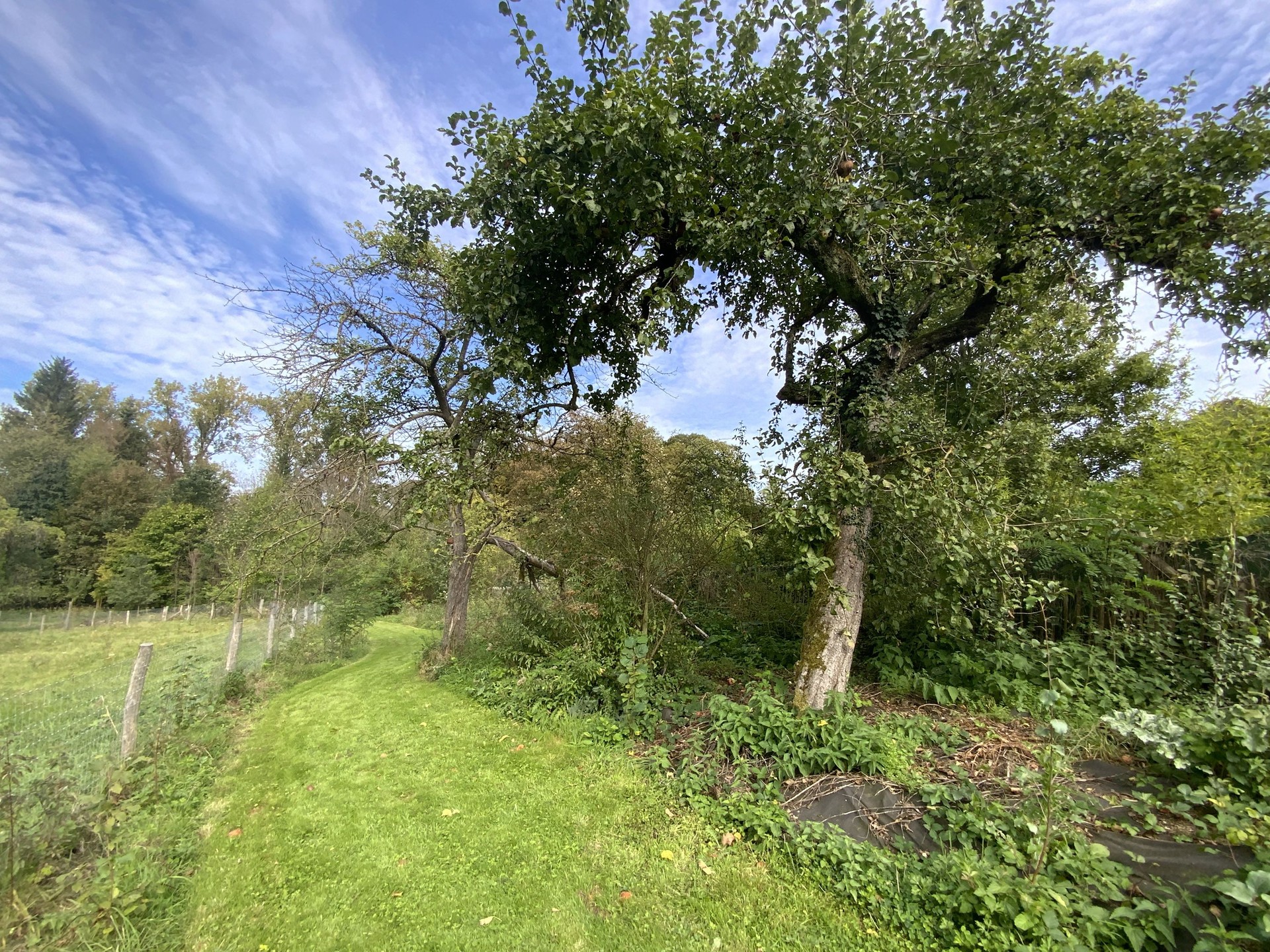 Le sentier comestible de Manu — photo 5