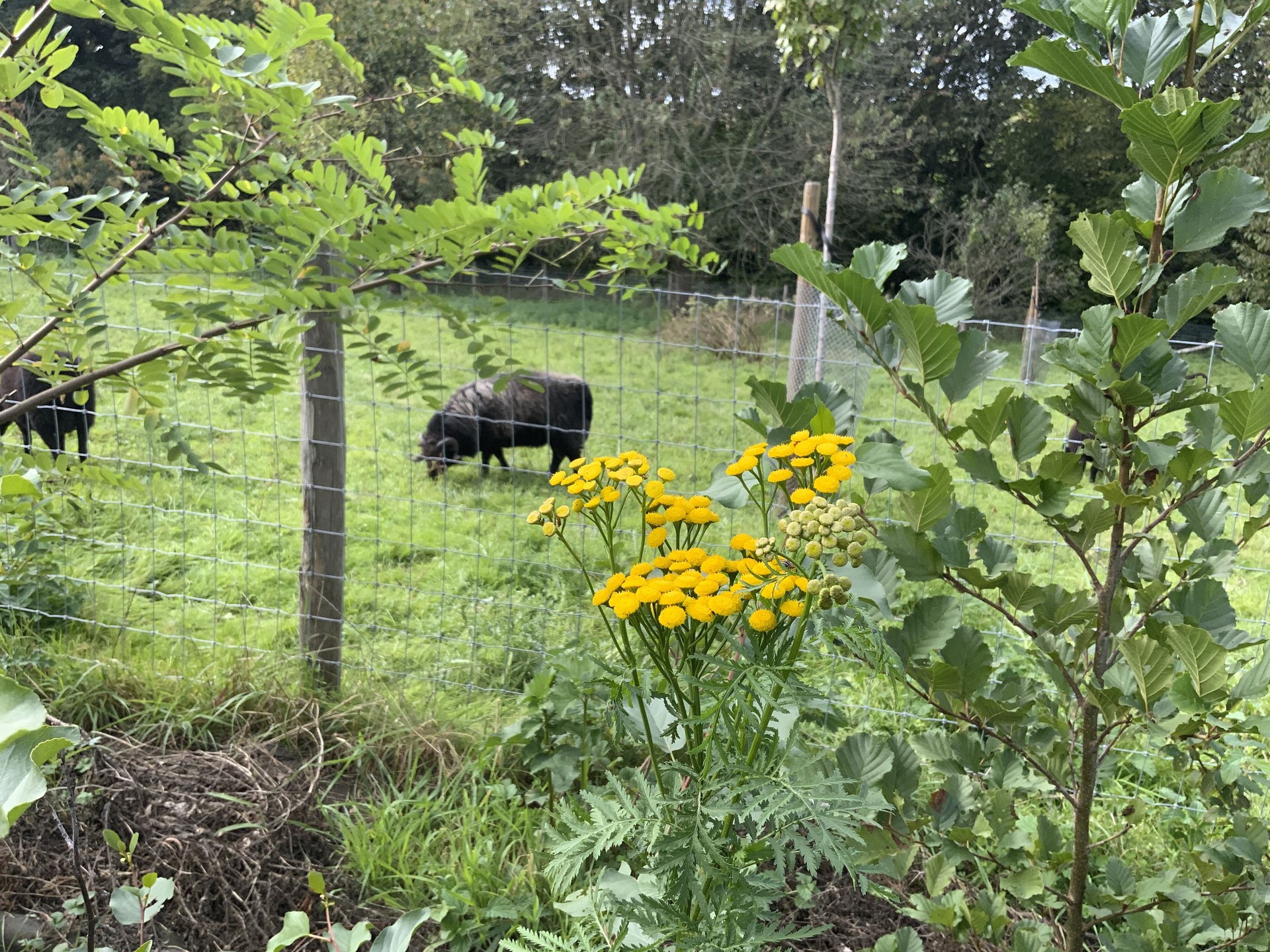 Le sentier comestible de Manu — photo 4