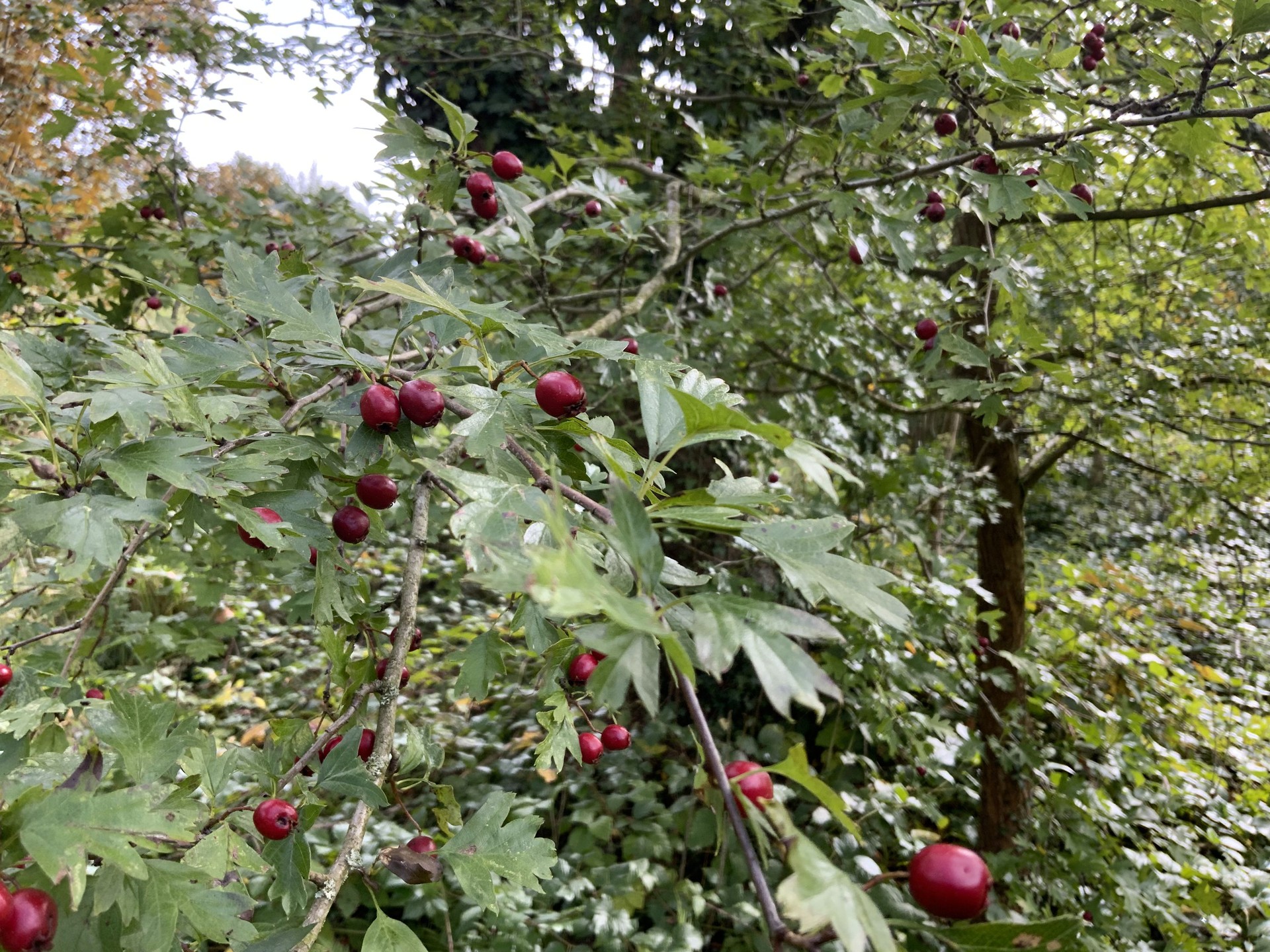 Le sentier comestible de Manu — photo 8