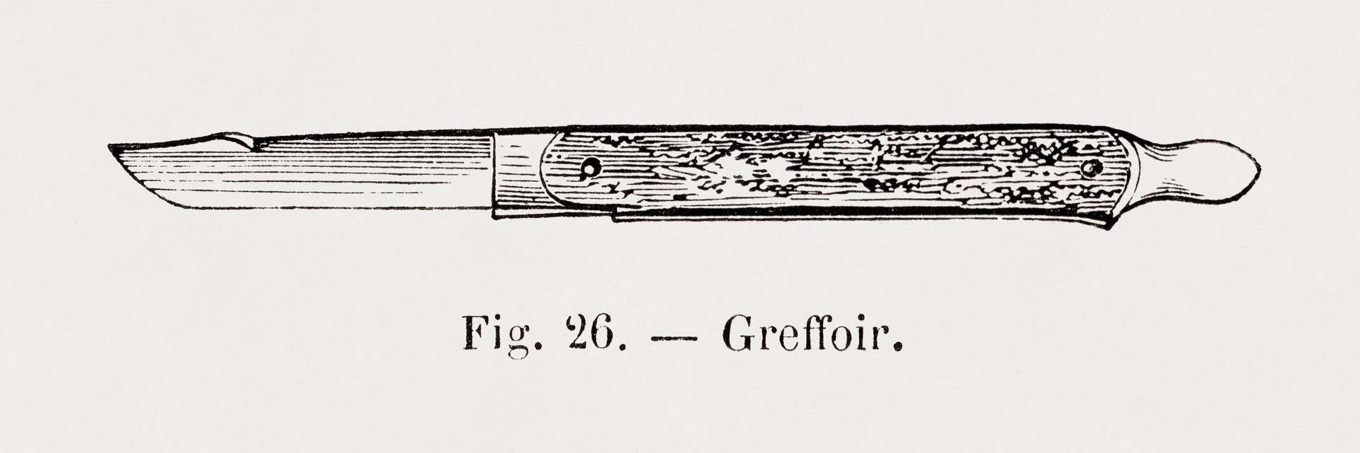 Image : Initiation à la greffe d'arbres fruitiers