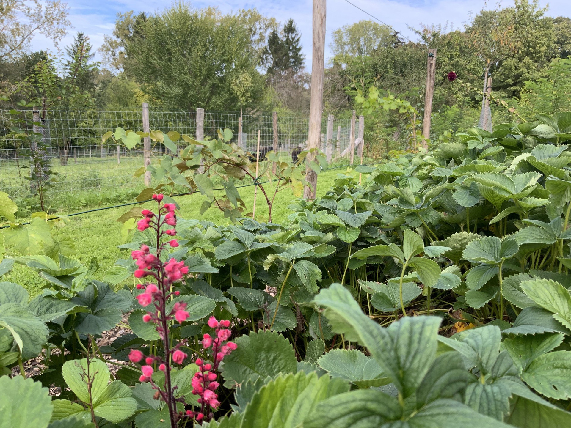 Le sentier comestible de Manu — photo 7