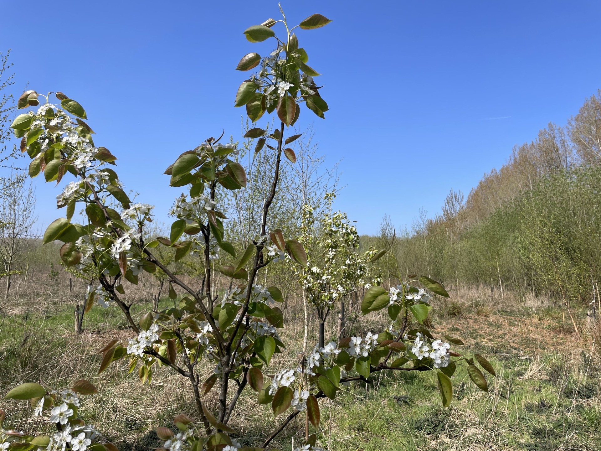 Illustration : La forêt comestible de Schijndel : un modèle agricole d'avenir en Europe