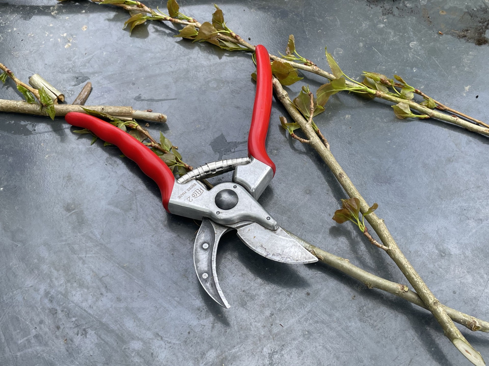 Image : Taille d'arbres fruitiers avec Corentin de la pépinière Arbuste Fruitier