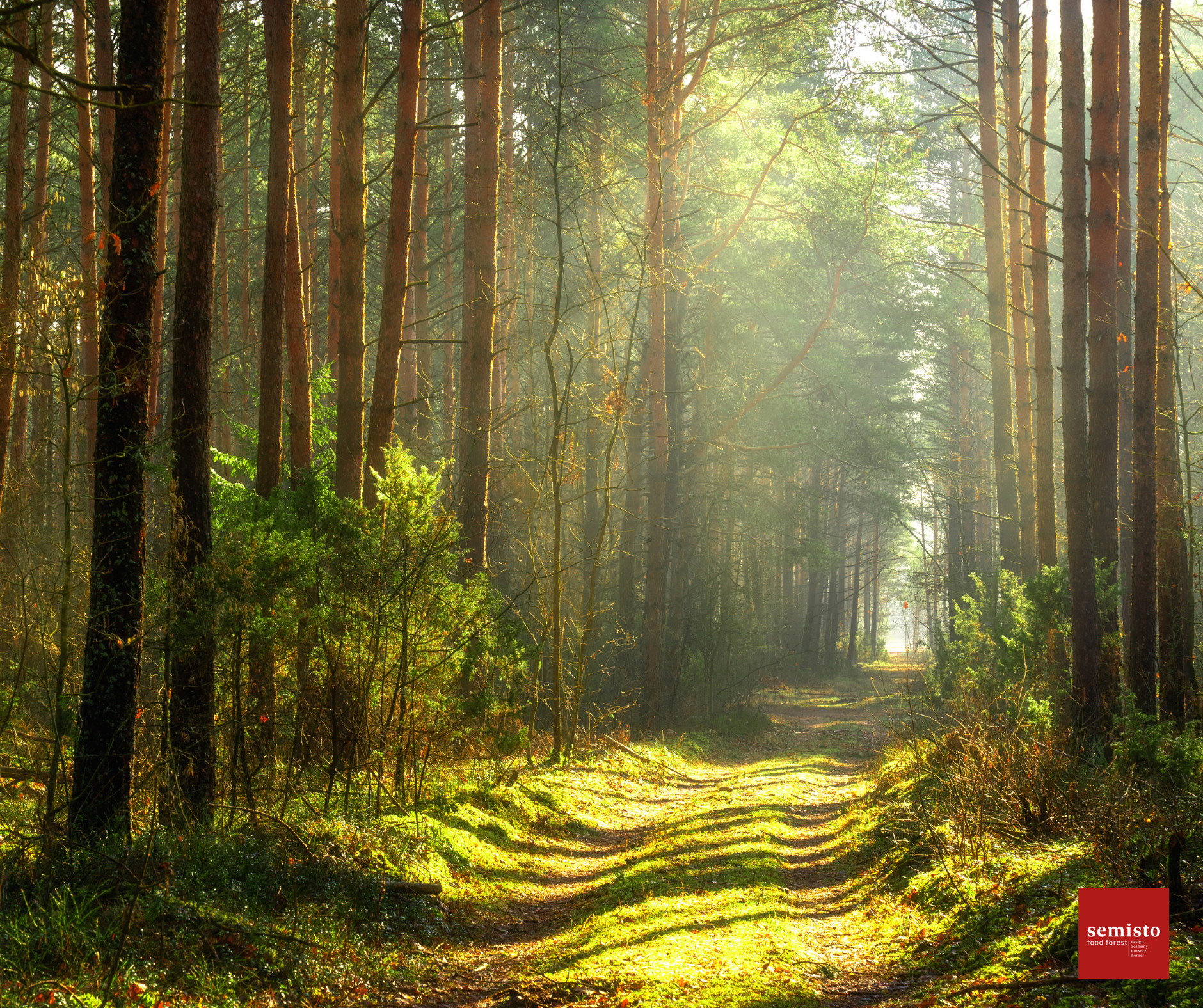 Illustration : Forêt et résilience
